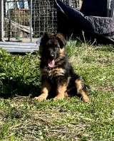 Щенки немецкой овчарки длинношерстной