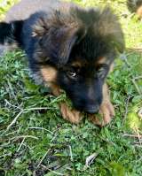 Щенки немецкой овчарки длинношерстной