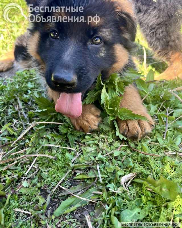 Щенки немецкой овчарки длинношерстной