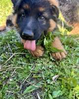 Щенки немецкой овчарки длинношерстной