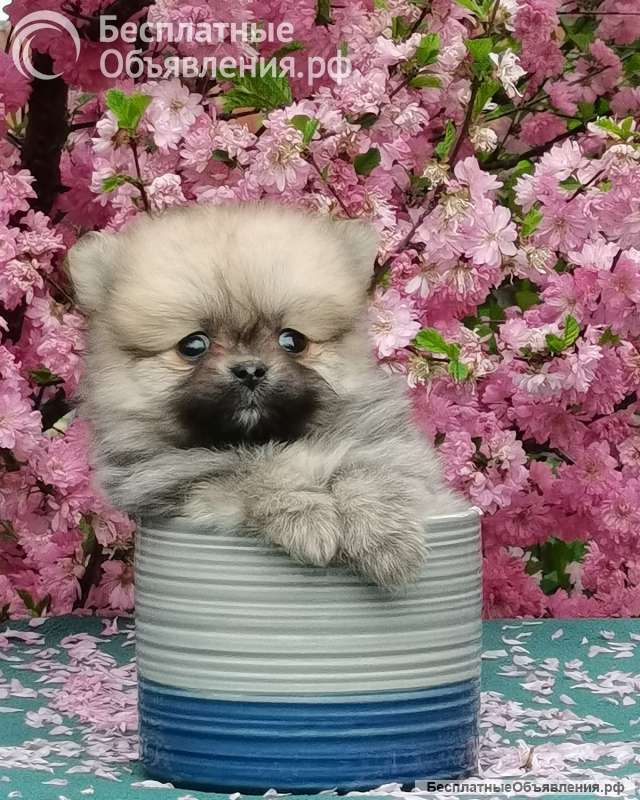 Мини шпиц щенки в Иркутске