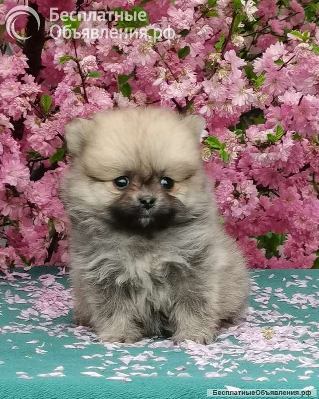 Мини шпиц щенки в Иркутске