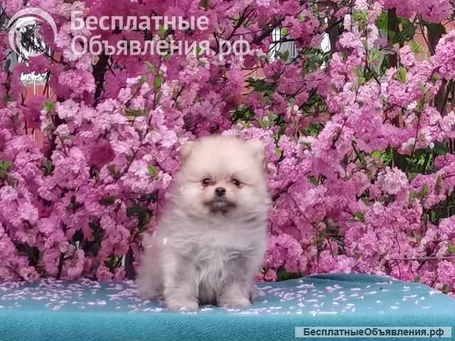 Мини шпиц щенки в Иркутске