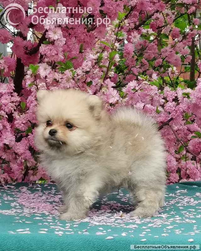 Мини шпиц щенки в Иркутске