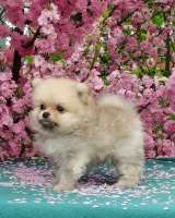 Мини шпиц щенки в Иркутске