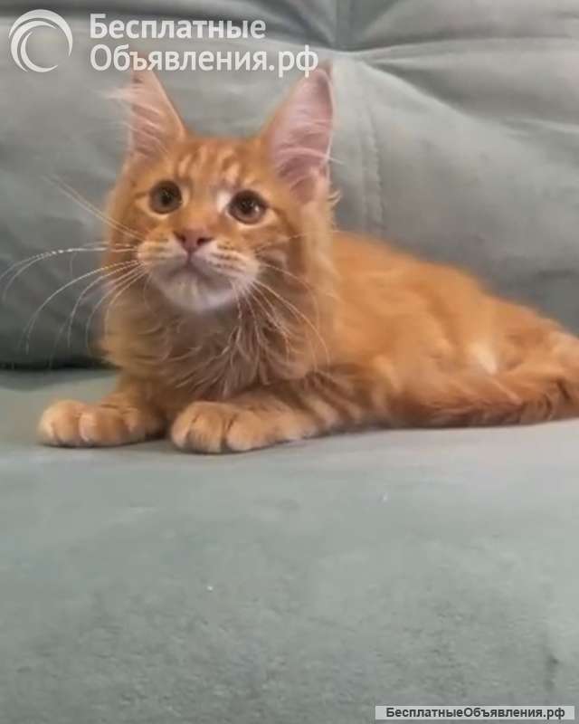 Котенок мейн-кун