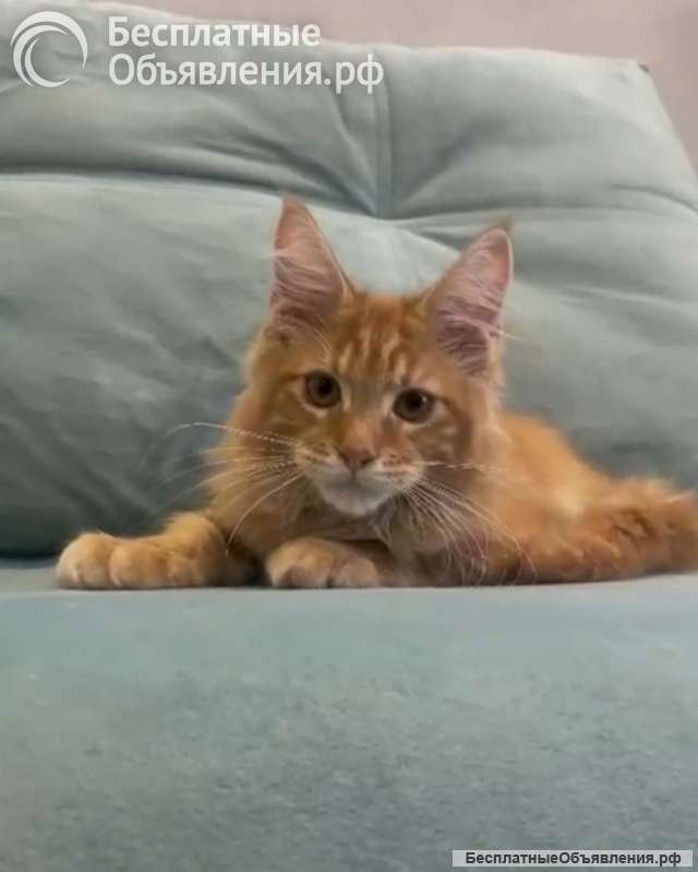 Котенок мейн-кун