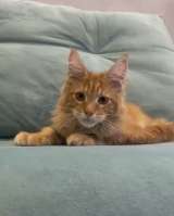 Котенок мейн-кун