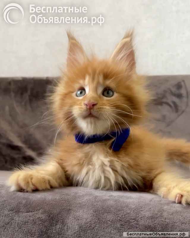 Котенок мейн-кун