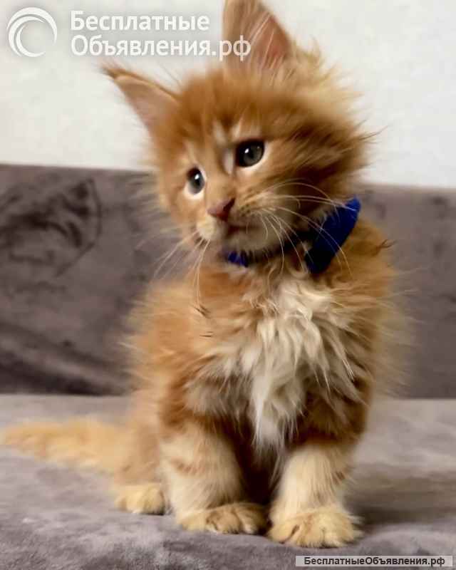 Котенок мейн-кун
