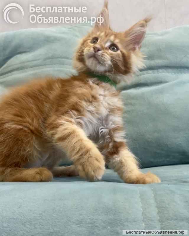 Котенок мейн-кун