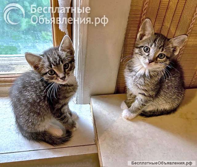 Малыши-полосатики, ласковые котята-мальчики в добрые руки