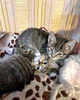 Малыши-полосатики, ласковые котята-мальчики в добрые руки