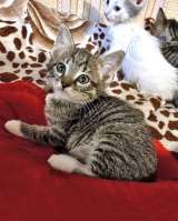 Малыши-полосатики, ласковые котята-мальчики в добрые руки