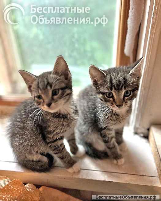 Малыши-полосатики, ласковые котята-мальчики в добрые руки