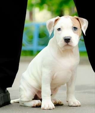 Бело-рыжие девочки Амстаффтерьера ркф