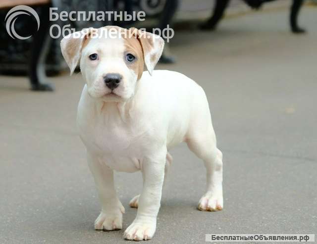 Бело-рыжие девочки Амстаффтерьера ркф