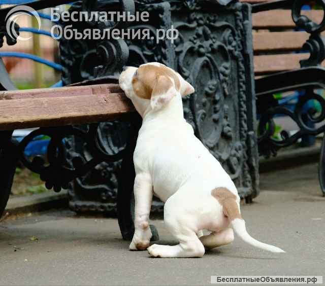 Бело-рыжие девочки Амстаффтерьера ркф