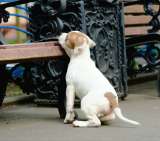 Бело-рыжие девочки Амстаффтерьера ркф