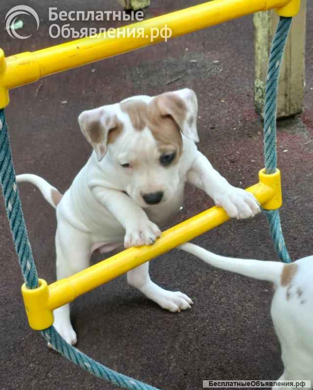 Бело-рыжие девочки Амстаффтерьера ркф