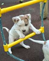 Бело-рыжие девочки Амстаффтерьера ркф