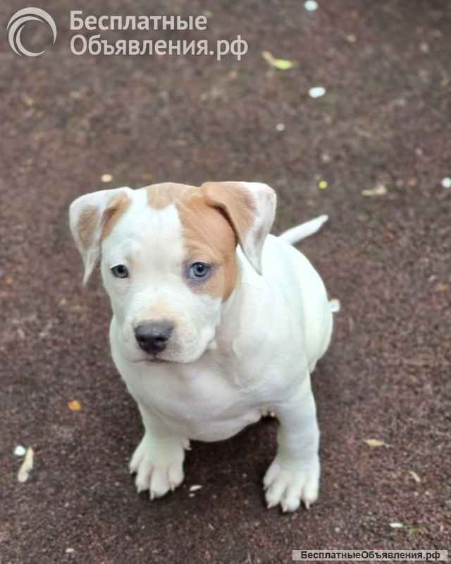 Бело-рыжие девочки Амстаффтерьера ркф