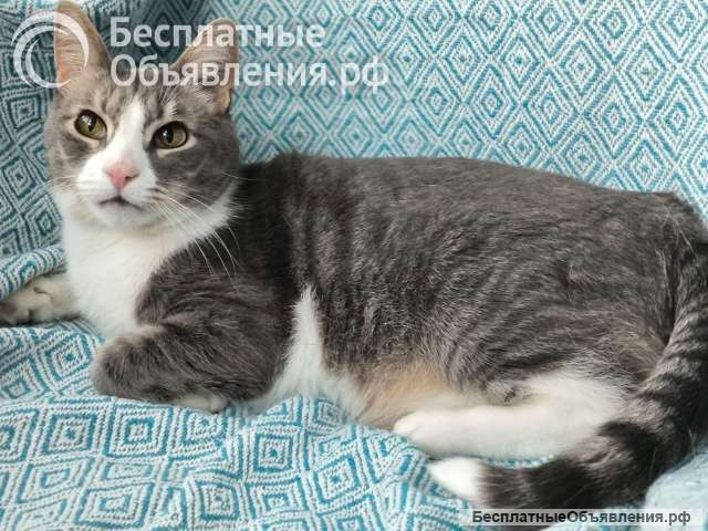 Маркиз в поиске дома