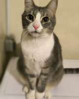 Маркиз в поиске дома