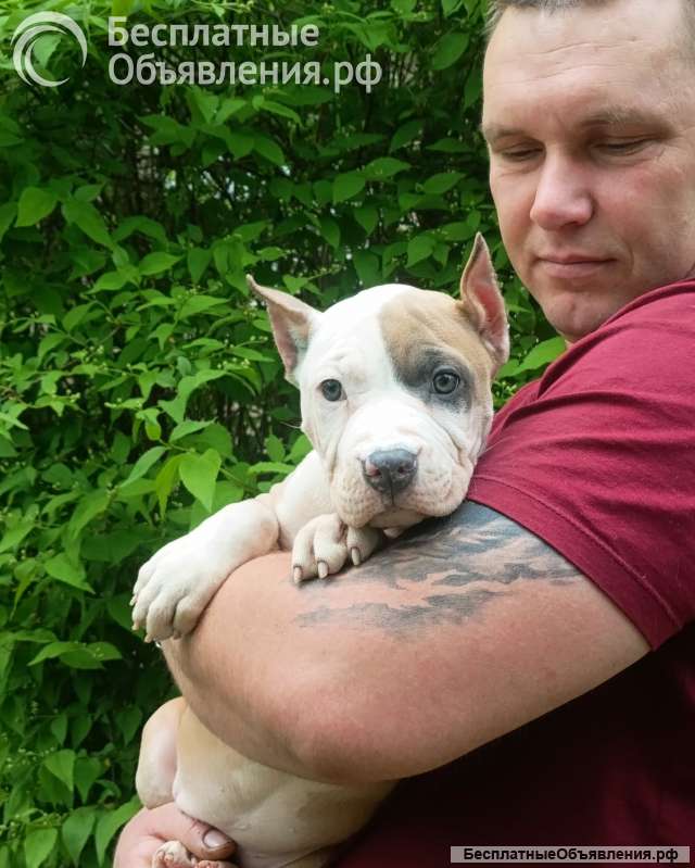 Красивая сука Амстаффтерьера 3 месяца ркф