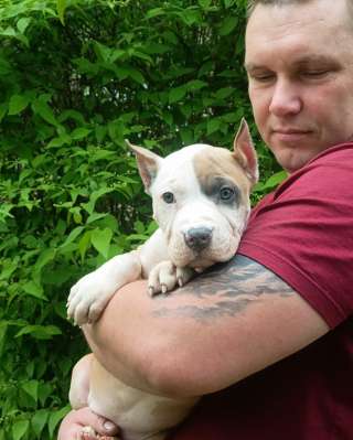 Красивая сука Амстаффтерьера 3 месяца ркф