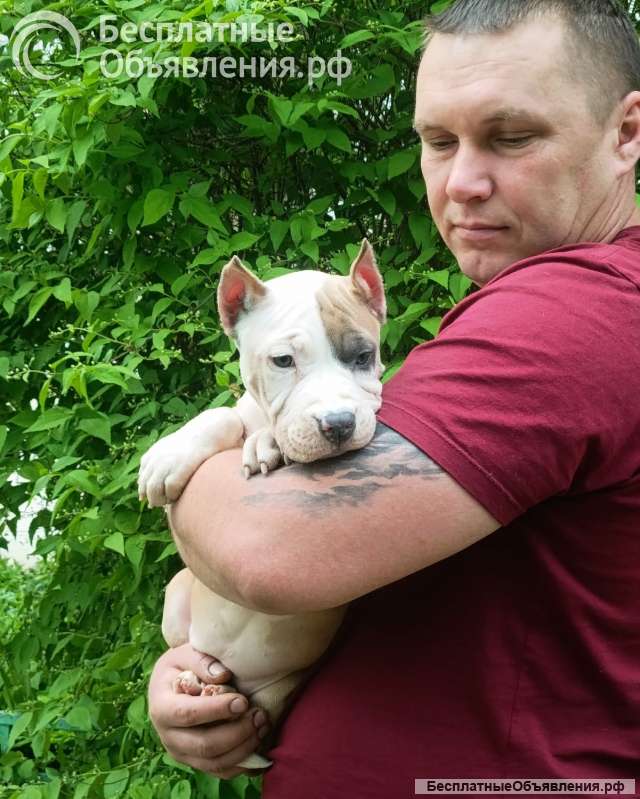 Красивая сука Амстаффтерьера 3 месяца ркф