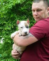 Красивая сука Амстаффтерьера 3 месяца ркф