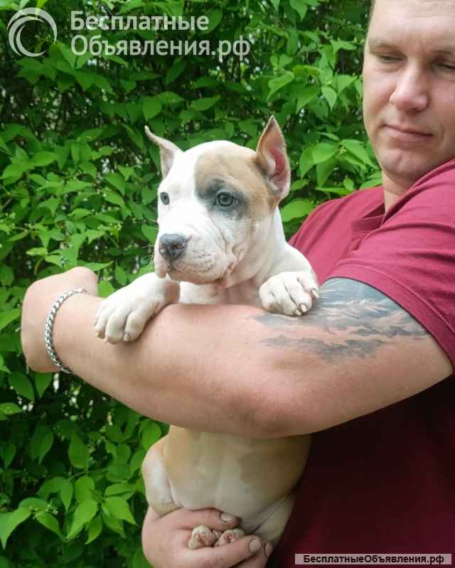 Красивая сука Амстаффтерьера 3 месяца ркф