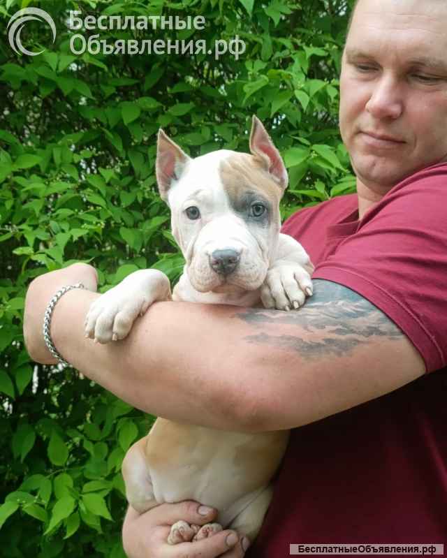 Красивая сука Амстаффтерьера 3 месяца ркф