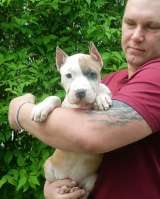 Красивая сука Амстаффтерьера 3 месяца ркф