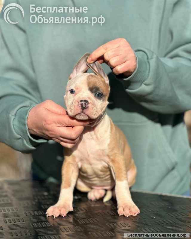 Красивая сука Амстаффтерьера 3 месяца ркф