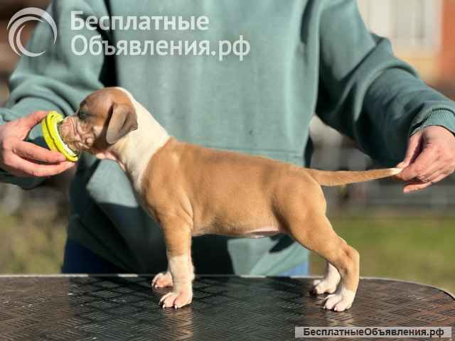 Красивая сука Амстаффтерьера 3 месяца ркф