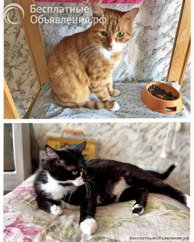 Ласковые домашние котики Кузя и Маркиз в добрые руки