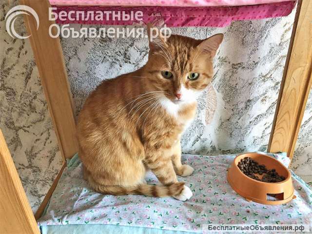 Ласковые домашние котики Кузя и Маркиз в добрые руки