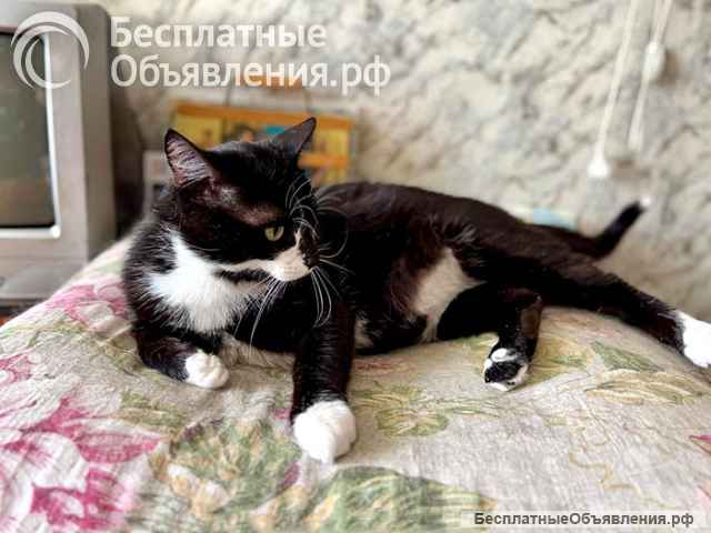 Ласковые домашние котики Кузя и Маркиз в добрые руки