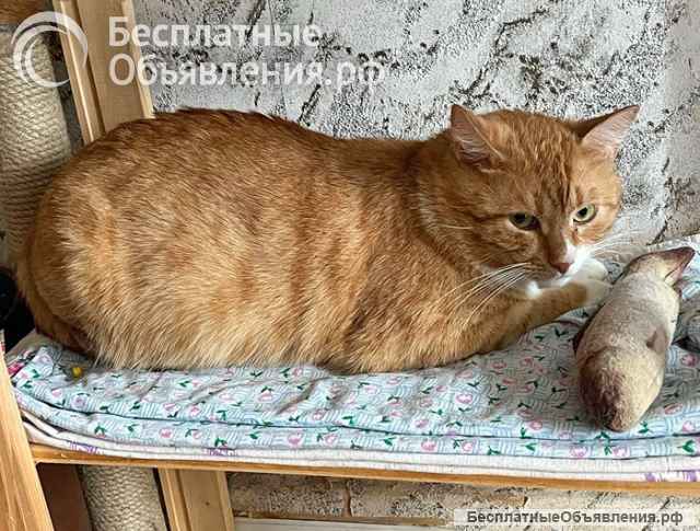 Ласковые домашние котики Кузя и Маркиз в добрые руки