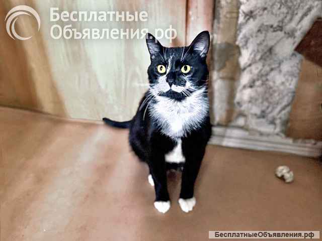 Ласковые домашние котики Кузя и Маркиз в добрые руки