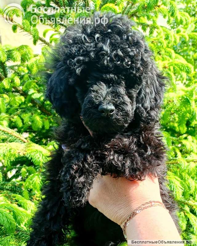 Той пуделя мальчик черного окраса