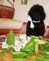 Той пуделя мальчик черного окраса