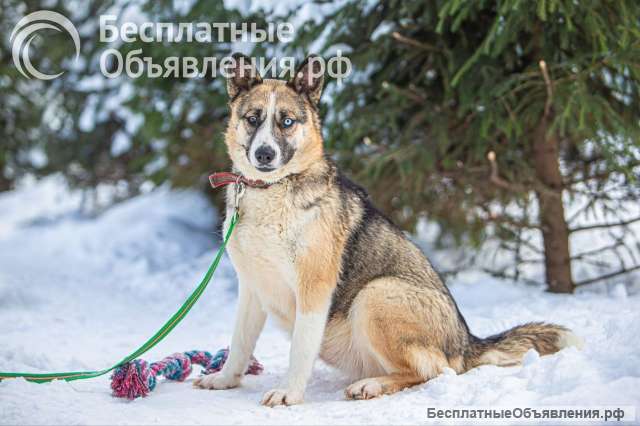 Хаски модельной внешности по имени Жозефина в добрые руки
