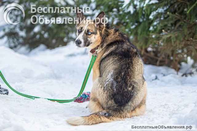 Хаски модельной внешности по имени Жозефина в добрые руки