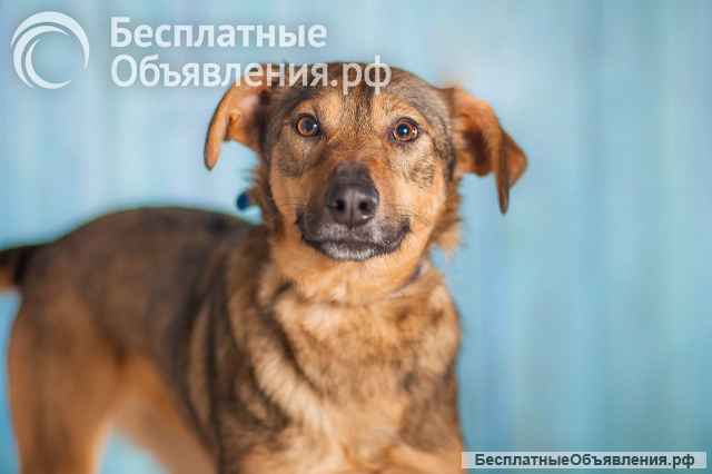 Собачка Симона (просто прелесть) в добрые руки