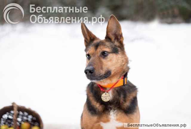Добряк Стёпа в поисках дома