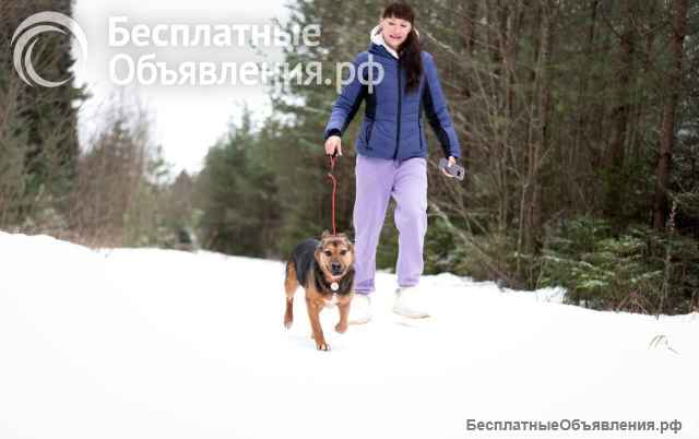 Добряк Стёпа в поисках дома