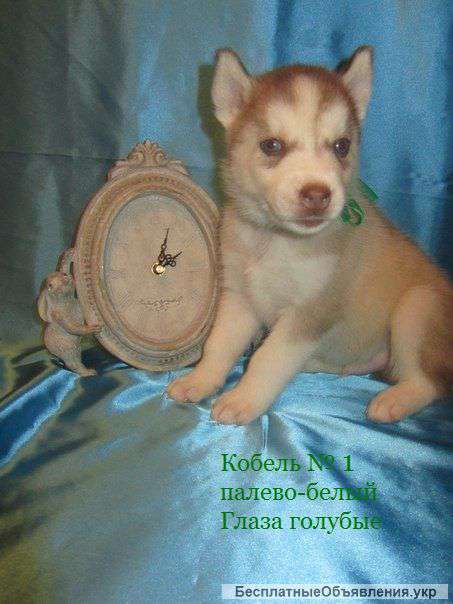 Сибирский хаски